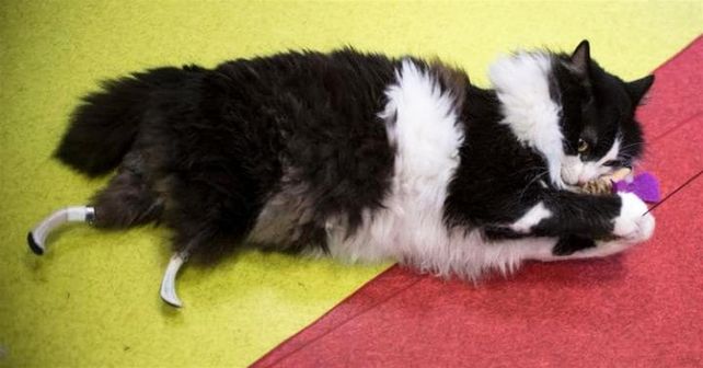 Implantaron patas biónicas a gato con una cirugía sin precedentes en Europa