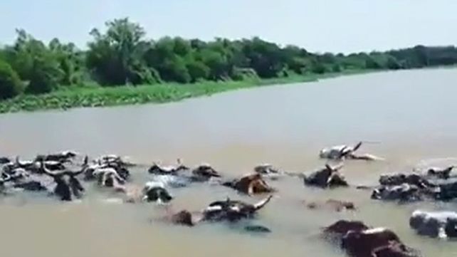 Con el agua al cuello: así trasladan el ganado debido a la crecida en Alejandra