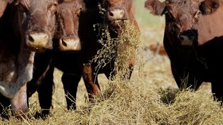 Estiman que en 2024 caerá el consumo, la producción y las exportaciones de carne vacuna