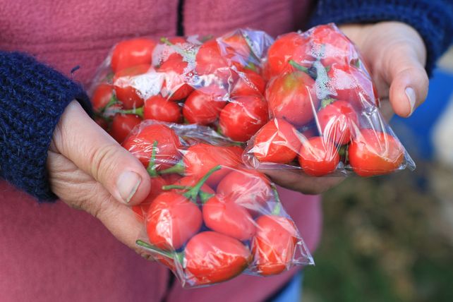 Tomates agroecológicos producidos en La Picada.&nbsp;