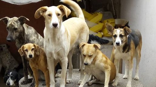 Santa Fe marcha por los derechos de los animales