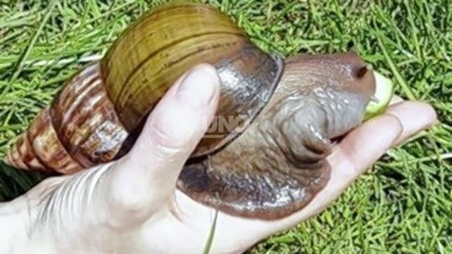 Descubrieron caracoles africanos gigantes y son peligrosos