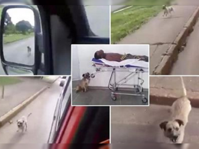 Un perro corrió tras una ambulancia para acompañar a su dueño al hospital