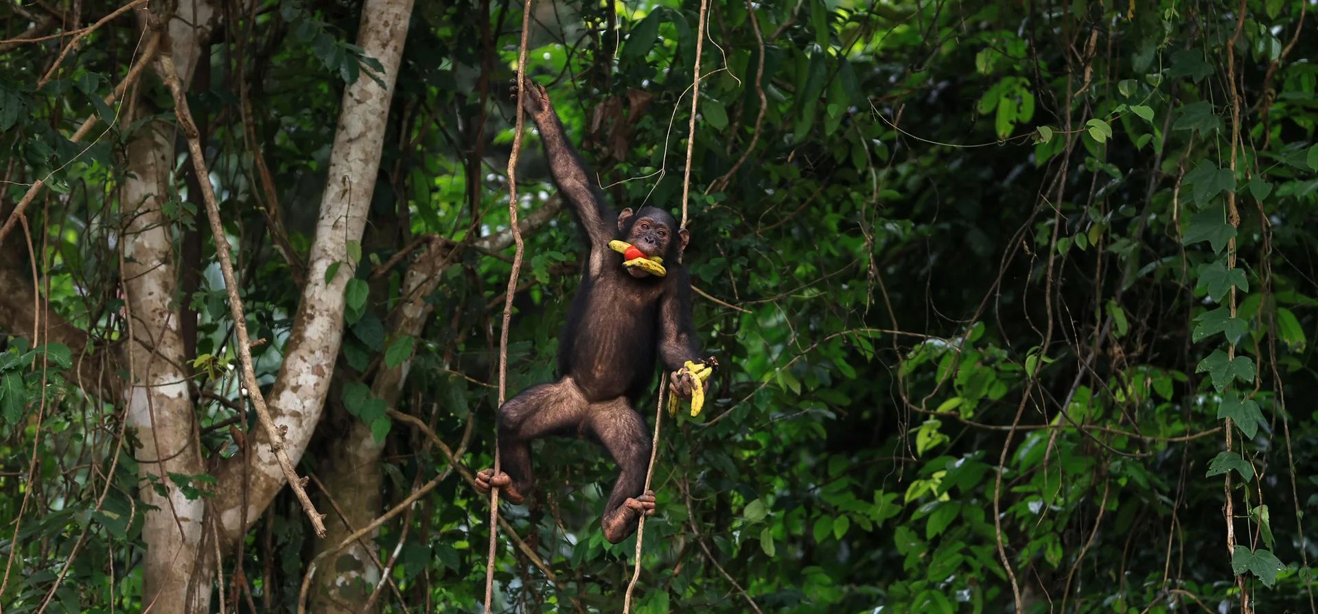 Un chimpancé trepa por enredaderas después de recoger frutas y verduras traídas por voluntarios en el parque natural de Douala-Edea, Marienberg, Camerún. Fotografía: Daniel Beloumou Olomo/AFP/Getty Images Un chimpancé trepa por enredaderas después de recoger frutas y verduras traídas por voluntarios en el parque natural de Douala-Edea, Marienberg, Camerún. Fotografía: Daniel Beloumou Olomo/AFP/Getty Images