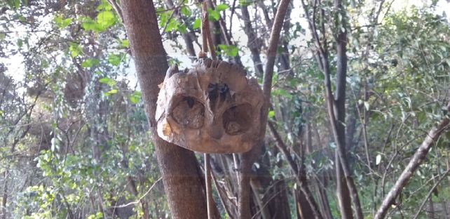 Macabro: encontraron un cráneo calzado sobre un árbol