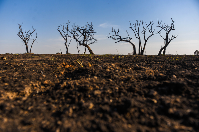 Cientos de miles de hectáreas del Delta del Paraná fueron arrasadas entre 2020 y 2022 por los incendios en las islas entrerrianas.