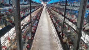En la actualidad, América latina y el Caribe produce en torno al 20% de la carne de ave y el 10% de los huevos que se consumen en el mundo.