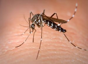 Tres casos importados de dengue en la ciudad
