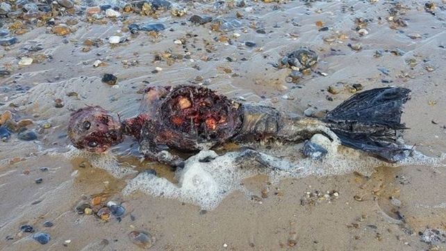La historia detrás del hombre que encontró una sirena muerta en la playa