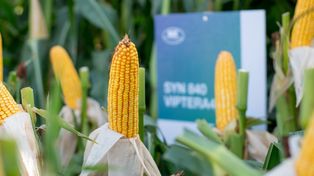 Opciones. NK ofrece buena agronomía, sanidad y seguridad de cosecha.