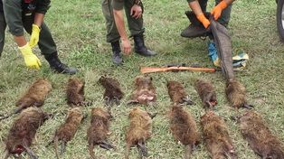 Sauce Viejo: le quitaron una carabina y las 14 nutrias sin vida que llevaba