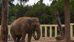 El elefante más solitario del mundo pasará a vivir en Camboya con otros 600 paquidermos