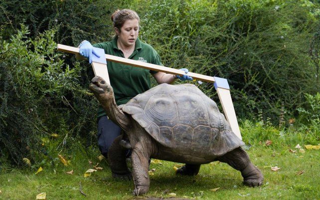 Medición de una tortuga de Galápagos, durante el pesaje anual, en el Zoológico de Londres, hogar de más de 650 especies diferentes, los cuidadores del zoológico registran las alturas y pesos de todas las criaturas.