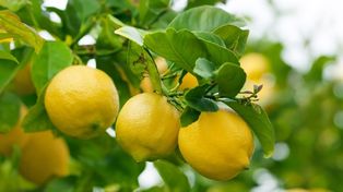 El Pagaré fue emitido por la empresa agrícola y productora de limón Tentrio SA. a favor de La Moraleja SA.