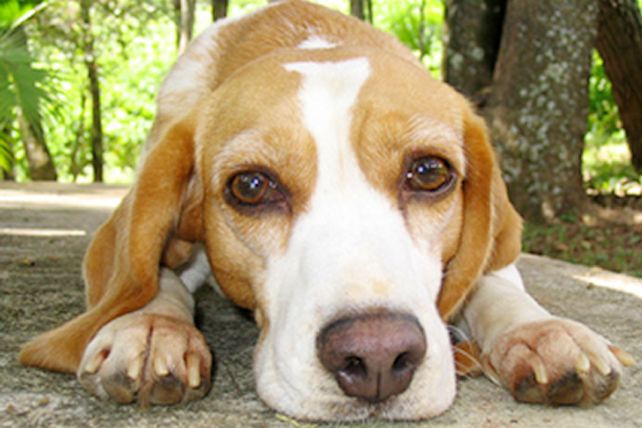 Crean un sensor para supervisar a fondo salud de las mascotas