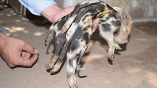 Puerco Araña: tiene ocho patas y dos colas