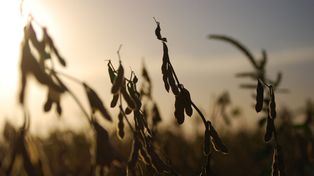 La campaña gruesa se demora y el dólar soja II mueve el mercado