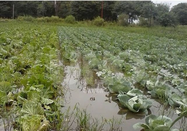 Quintas. La zona se ve afectada ante las precipitaciones frecuentes en la región / Foto: Manuel Testi - Uno Santa Fe