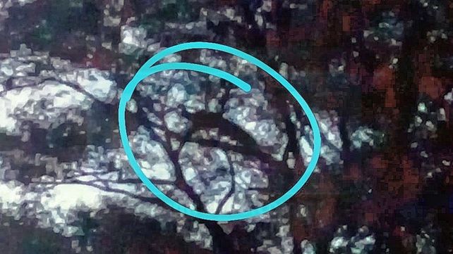 Mucho trabajo para bajar un pavo real del árbol de 20 metros