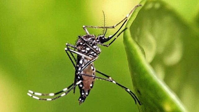 Hay 18.372 casos de dengue en la provincia: El pico ya pasó