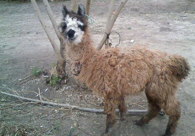 Planeaban traer a Santa Fe dos llamas en el baúl de un auto y los interceptaron