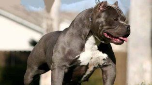 Un perro de raza pitbull atacó a dos mujeres en Santo Tomé.&nbsp;
