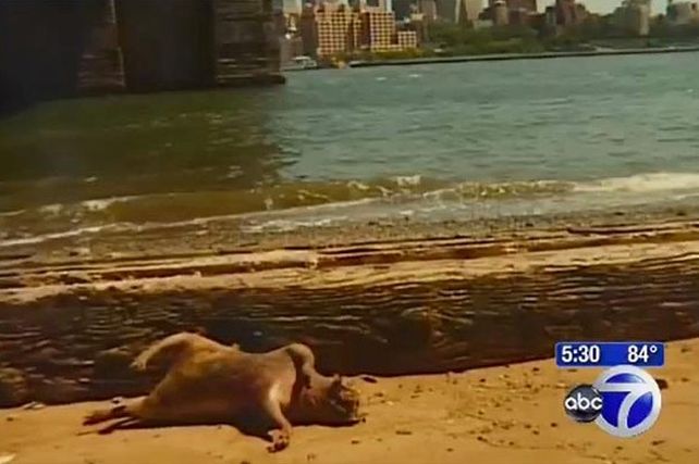 Se develó el misterio sobre qué era el monstruo de Brooklyn