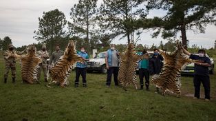 Incautaron cueros de tigres y yaguaretés encontrados en el zoológico de Concordia