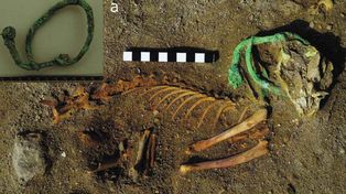 Hallan en Egipto el cementerio de mascotas más antiguo del mundo