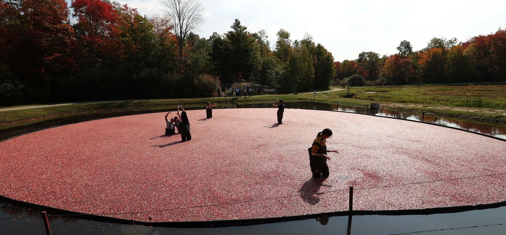 Bala, Canadá. Las personas participan en actividades de inmersión de arándanos en Muskoka Lakes Farm and Winery en Muskoka, Ontario. Fotografía: Agencia Anadolu/Getty Images Bala, Canadá. Las personas participan en actividades de inmersión de arándanos en Muskoka Lakes Farm and Winery en Muskoka, Ontario. Fotografía: Agencia Anadolu/Getty Images