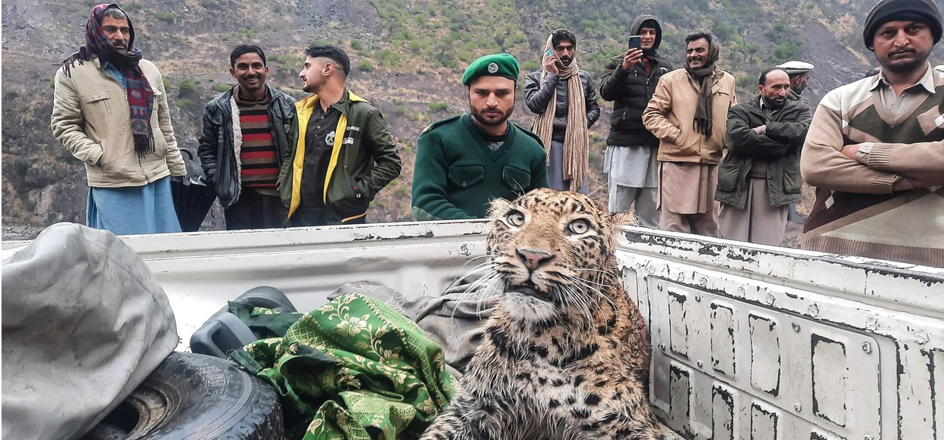 Un empleado del departamento de vida silvestre de Azad Jammu y Cachemira. Un leopardo herido que ha sido rescatado es llevado para su atención y cuidados.