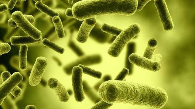 Especialistas aseguran que la salud humana y la animal están cada día más conectadas. OMS: hay más de 200 tipos zoonosis en el mundo. Las más comunes del país&nbsp; 