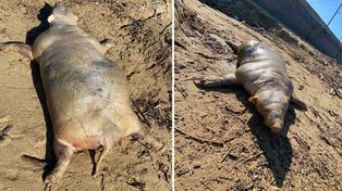 Video: el extraño animal que encontraron en una playa luego de una tormenta