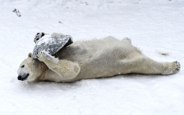 Europa transita una inusual ola de frío polar