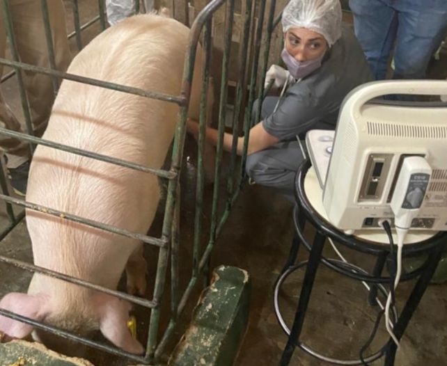 Destacan el éxito de los trasplantes de tejido de cerdo a diabéticos tipo 1