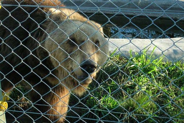Provincia y municipio de Concordia investigan si hay maltrato animal en el parque Arca de Enrimir