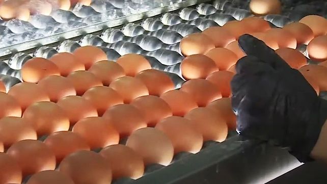 Entre Ríos consolida su liderazgo en producción de pollos y huevos