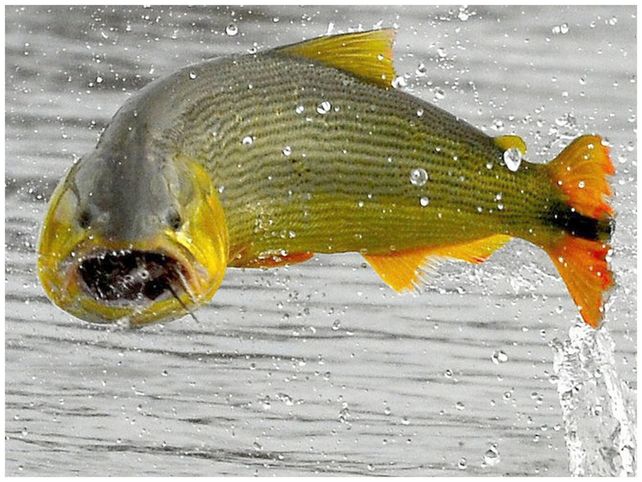 Investigadores santafesinos identificaron una nueva variedad de dorado