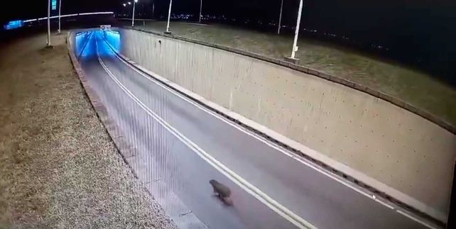 El animal entrando a la boca del túnel tal como lo captó la cámara de seguridad del viaducto.