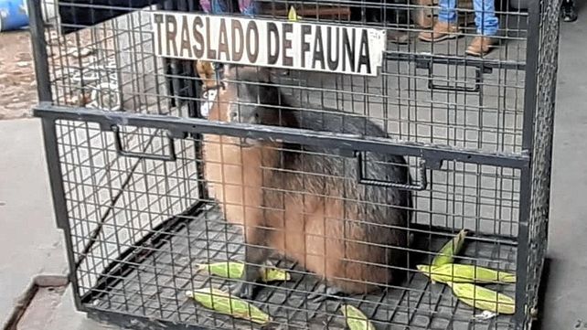 Secuestraron armas y hasta carpinchos en conocida verdulería