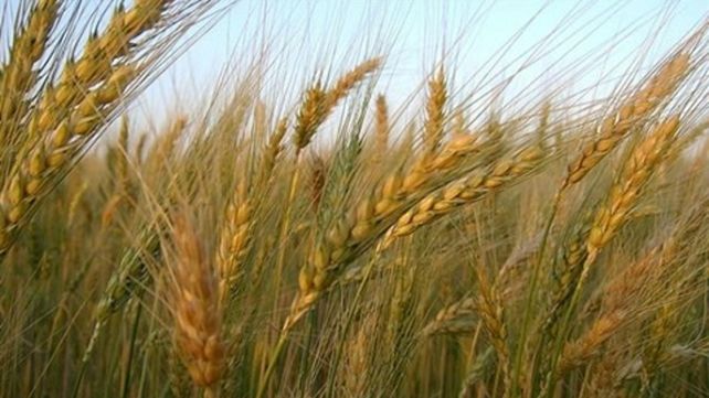Alarma. La campa&ntilde;a triguera arranc&oacute; con buenas previsiones pero el clima le jug&oacute; una mala pasada.