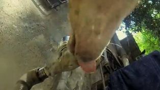 Una cámara GoPro registró el maltrato cotidiano al que es sometido un perro callejero