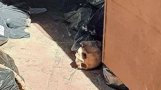 Por la situación del cementerio de Concordia, la edil pidió una reunión con la directora del lugar. (Foto Diario Junio)