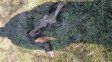 Reiterados hechos de robo y faena clandestina de animales en cercanías de Bovril