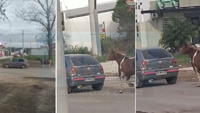 Maltrato animal: Así llevaban un caballo en avenida Zanni y Larralde, en Paraná