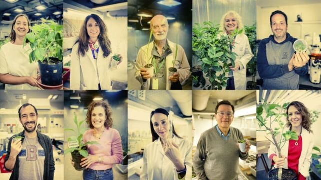IBR y la fascinación por las plantas