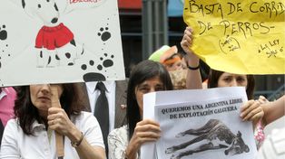 El Congreso nacional convirtió en ley la prohibición de carreras de galgos