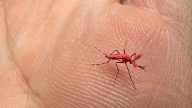 Los mosquitos eran identificables porque tenían una coloración fluorescente.