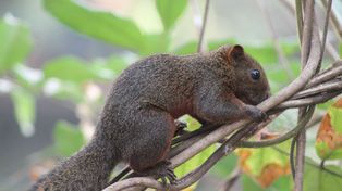La ardilla asiática invade el Conurbano y llega a Santa Fe