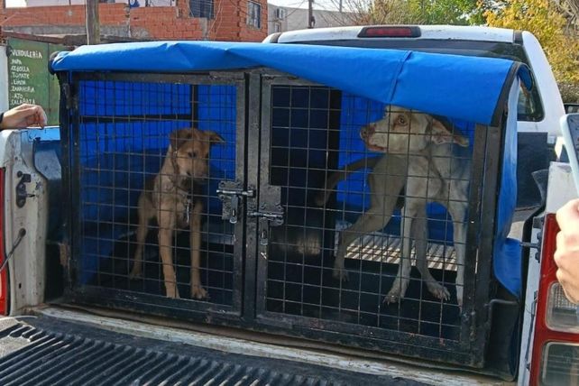 En lo que va del año la Municipalidad intervino en 740 casos de maltrato animal.